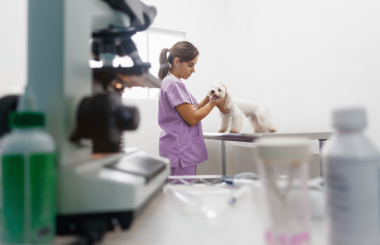 LAL en los Ensayos de Medicamentos Veterinarios: Cómo ayuda el ensayo a sus mascotas