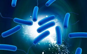 chemical nature of bacterial endotoxins and their toxicity and immunogenicity